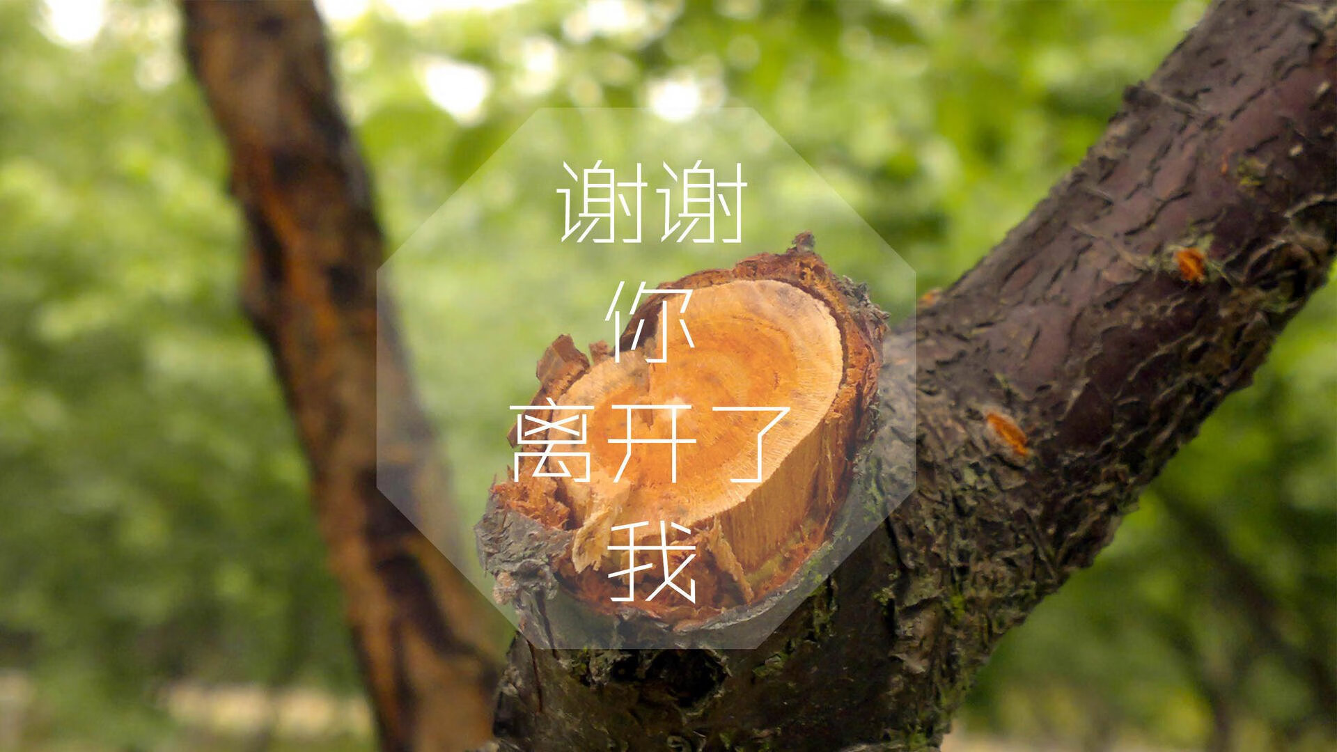 开云体育官方网入口-青少年“梦想登场”全国青训营在杭州圆满收官，挖掘潜力，青少年训练学校浙江
